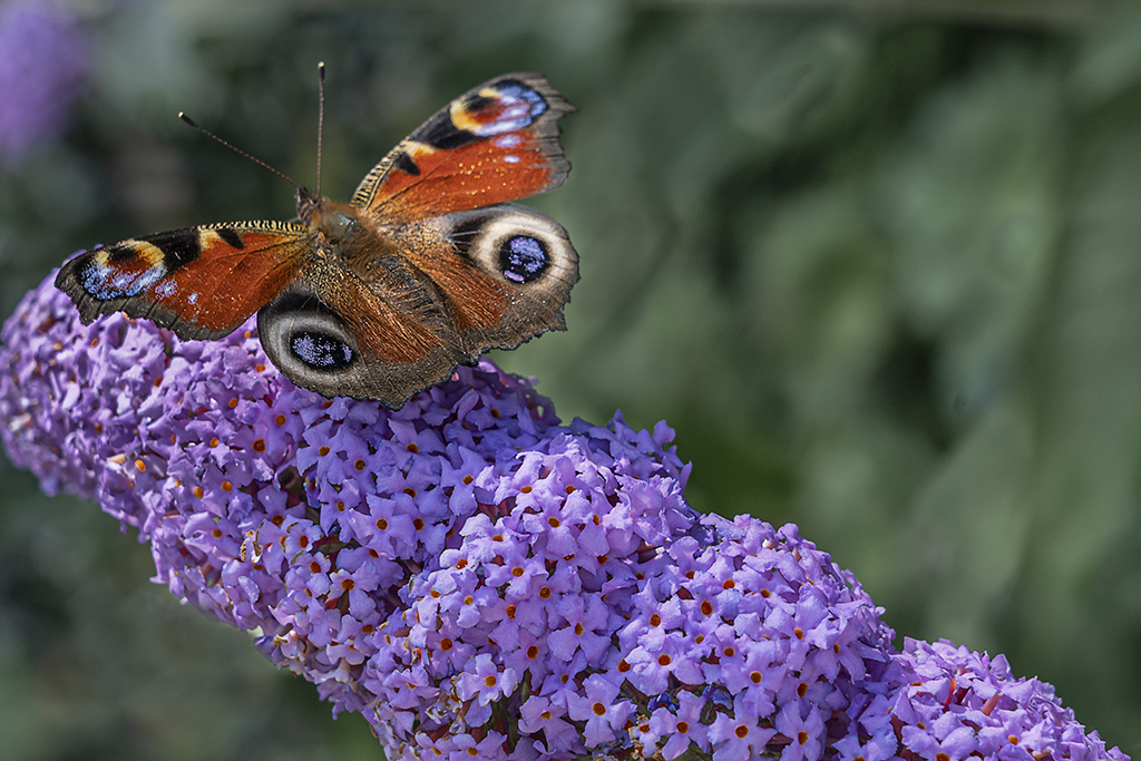 Peacock on Budleah